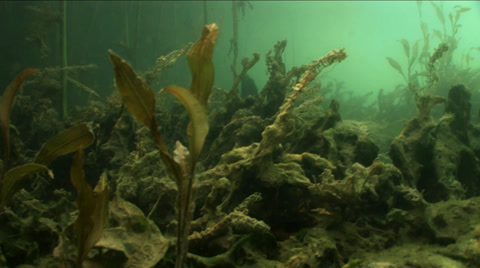 Underwater Formations