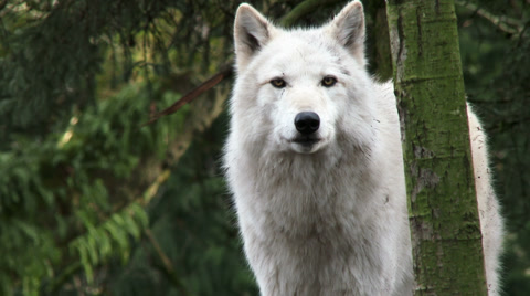 Gray Wolves