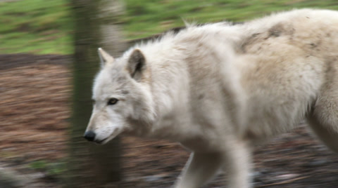 Gray Wolves