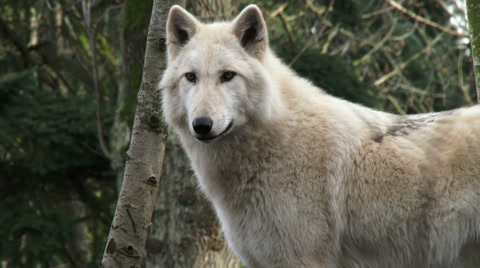 Gray Wolves