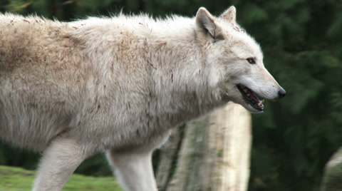 Gray Wolves