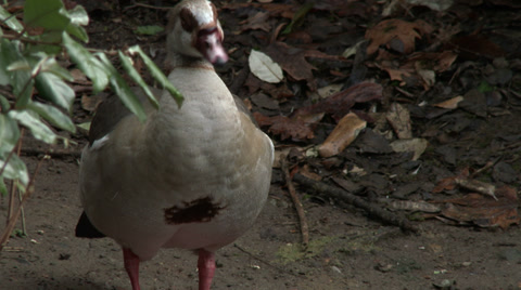 Egyptian Goose