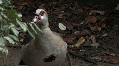 Egyptian Goose