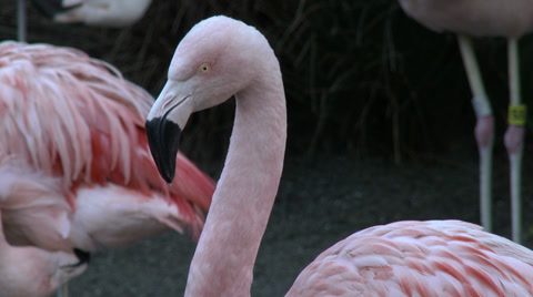 Chilean Pink Flamingos