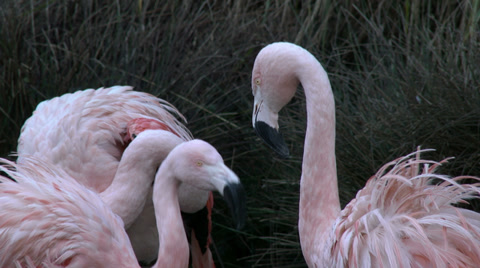 Chilean Pink Flamingos