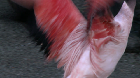 Chilean Pink Flamingos