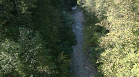 Forest Creek