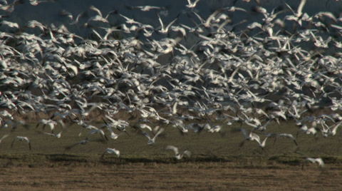 Snow Geese In Large Flock Make Dramatic Take Off