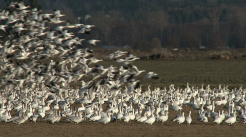 Snow Geese Landing