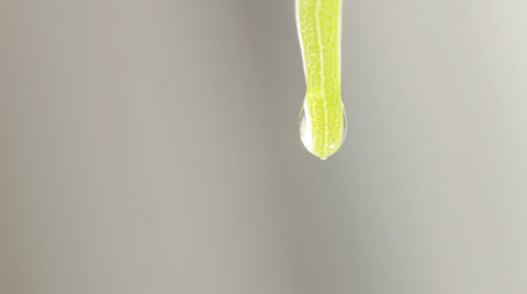 Wet Leafs, Drop Falls