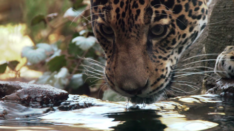 Jaguardrinking From A Pond