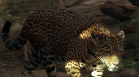 Jaguar, Cat, Carnivore, Jungle, Walking 4K