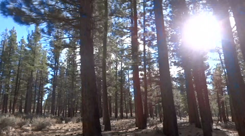 Sun Shining Through Pine Forest