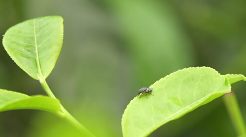 Insect Flies Off The Leaf