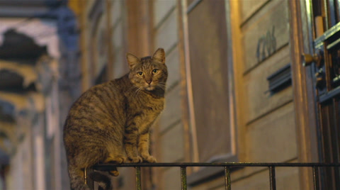 Cat Sitting On Front Porch Railing At Night