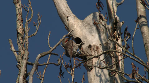 Woodpecker, Northern Flicker, Bird, 4K, UHD