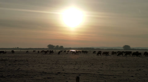 Cattle At Sunrise On A Ranch