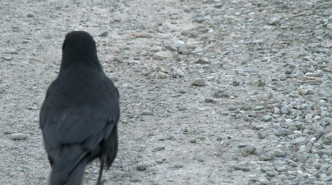 Crow On A Gravel Road