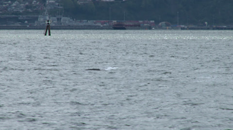 Gray Whale, Fluke, Tail, Dive, 4K, UHD