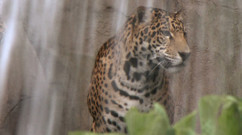 Jaguar A Spotted Jungle Cat And Carnivore