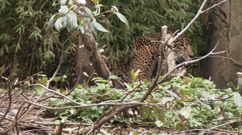 Jaguar A Spotted Jungle Cat And Carnivore