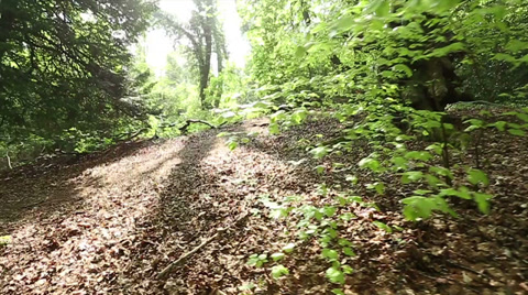 Walking Through A Forest