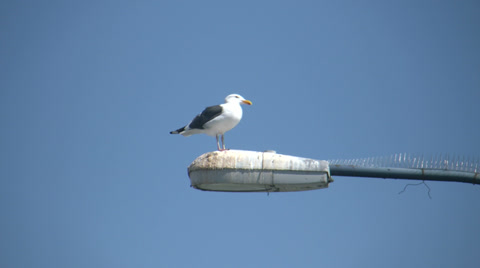 Seagull On A Lampost