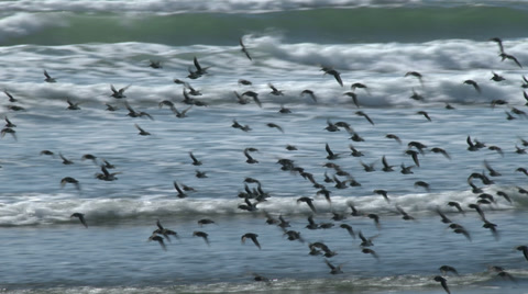 Sandpipers Whimbrels And Dunlin And Other Shorebirds On A Beach