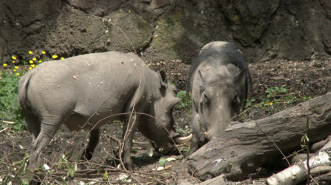 A Pair Of Warthogs Eating, 4K, UHD