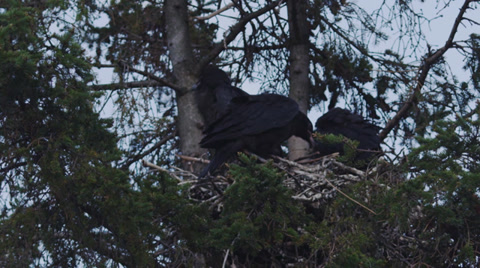 Baby Ravens In The Nest After A Long Spring