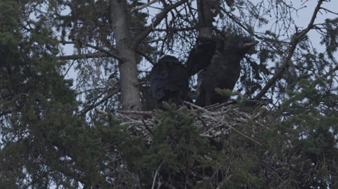 Baby Ravens In The Nest After A Long Spring