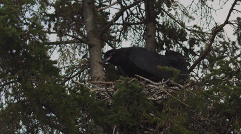 Baby Ravens In The Nest After A Long Spring