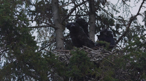 Baby Ravens In The Nest After A Long Spring