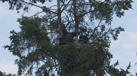 Baby Ravens In The Nest After A Long Spring