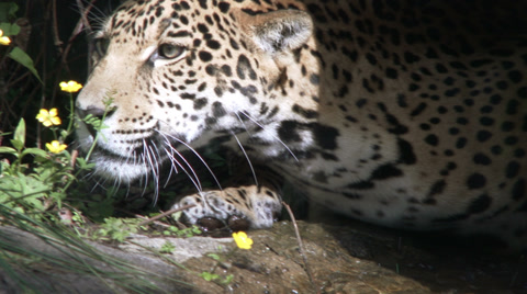 Jaguar, Cat, Carnivore, Panther, Walking 4K