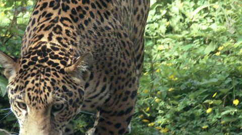 Jaguar Aka Panther A Spotted Jungle Cat