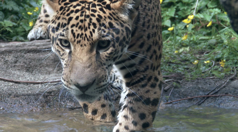 Jaguar Aka Panther A Spotted Jungle Cat