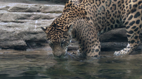 Jaguar Aka Panther A Spotted Jungle Cat