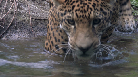 Jaguar Aka Panther A Spotted Jungle Cat