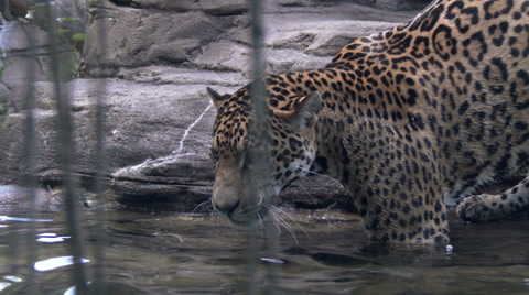 Jaguar Aka Panther A Spotted Jungle Cat