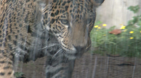 Jaguar Aka Panther A Spotted Jungle Cat