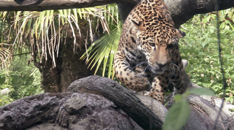 Jaguar Aka Panther A Spotted Jungle Cat