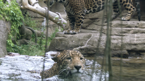 Jaguar Aka Panther A Spotted Jungle Cat