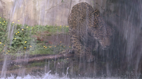 Jaguar Aka Panther A Spotted Jungle Cat