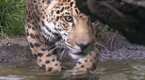 Jaguar Aka Panther A Spotted Jungle Cat