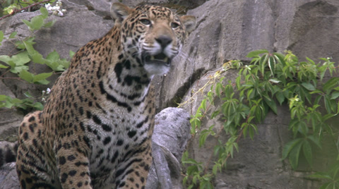 Jaguar Aka Panther A Spotted Jungle Cat