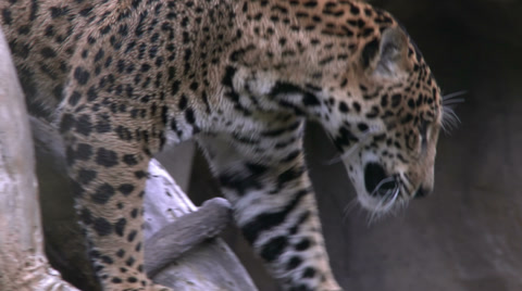 Jaguar Aka Panther A Spotted Jungle Cat
