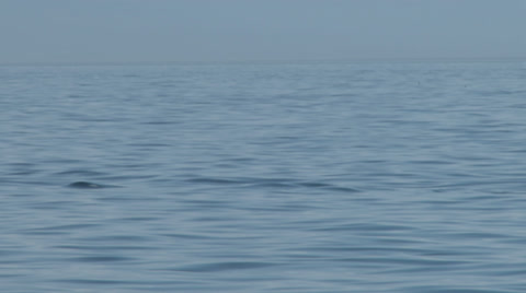 Orca, Calf, Killer Whale, Whales, 4K, UHD