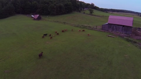 Aerial Of Cows In A Pasture On A Ranch