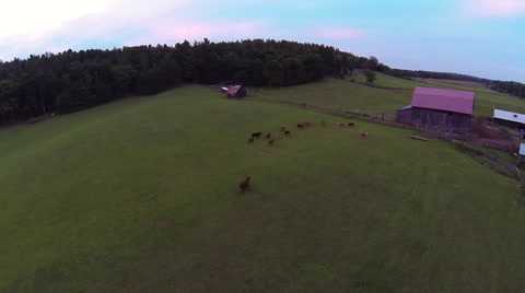 Aerial Of Cows In Pasture On Farm 1080 HD